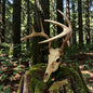 3D Printed Euro Deer Skull - Whitetail