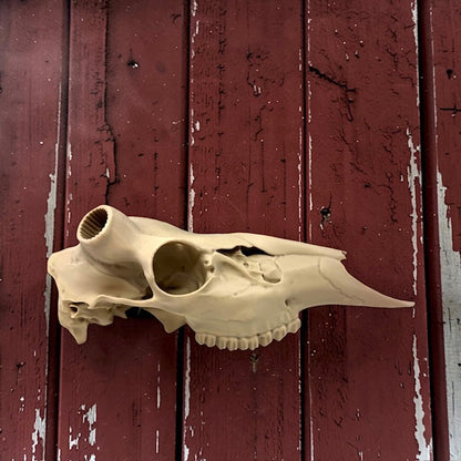 3D Printed (Half) Euro Deer Skull for Shed Mounts